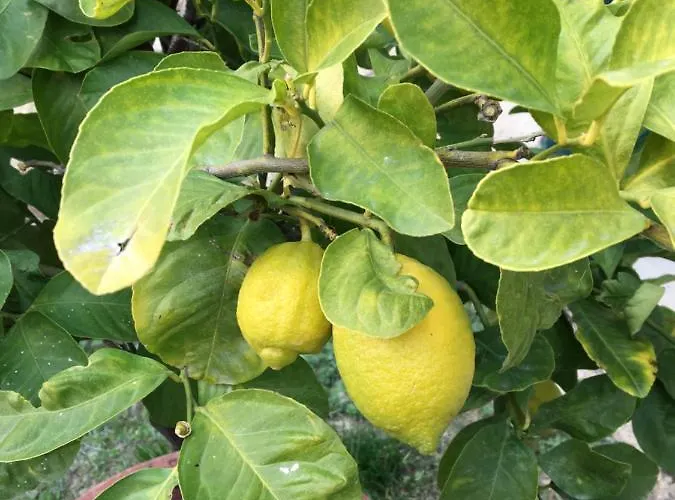 La Possibilite D'une Ile